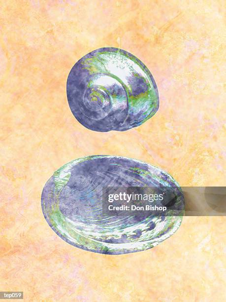 seashells - abalone shell stock illustrations