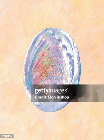 Abalone Shell Abalone Shell