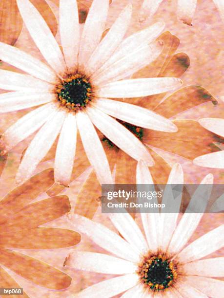 daisies - temperate flower stock illustrations