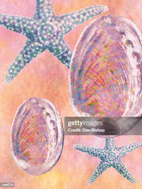 starfish & abalone - abalone shell stock illustrations