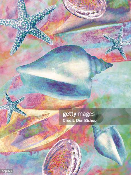 Turtle Shell Collag 335 Shell Collage Stock Photos, High-Res Pictures, and Images - Getty ...