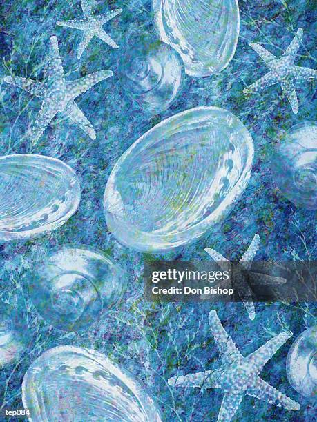 starfish & seashells - abalone shell stock illustrations