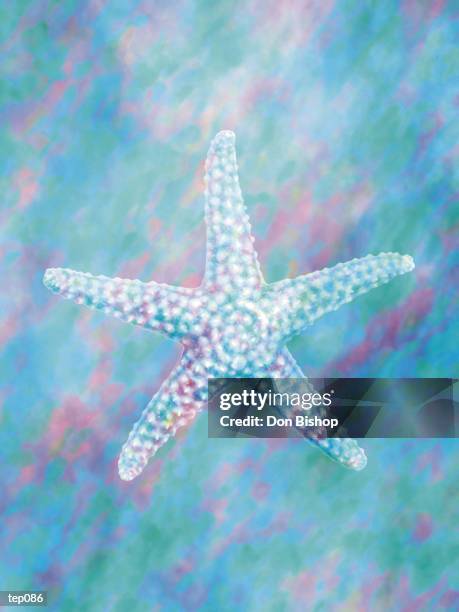 starfish - echinoderms stock illustrations