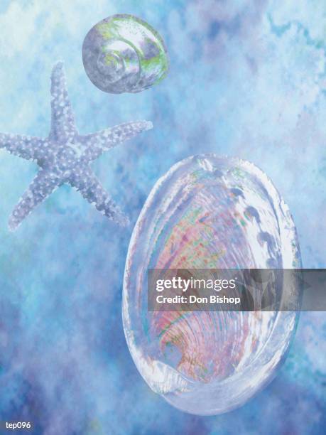Three Shells Infographic 783 3 Seashells Stock Photos, High-Res Pictures, and Images - Getty Images