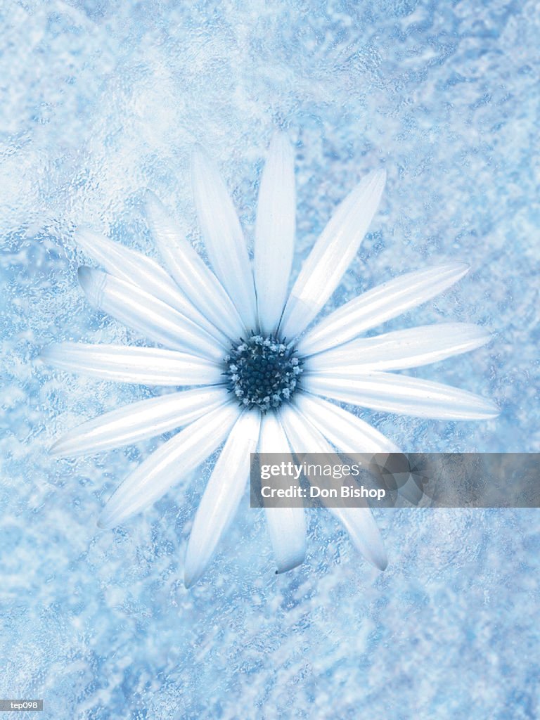Blue Daisy