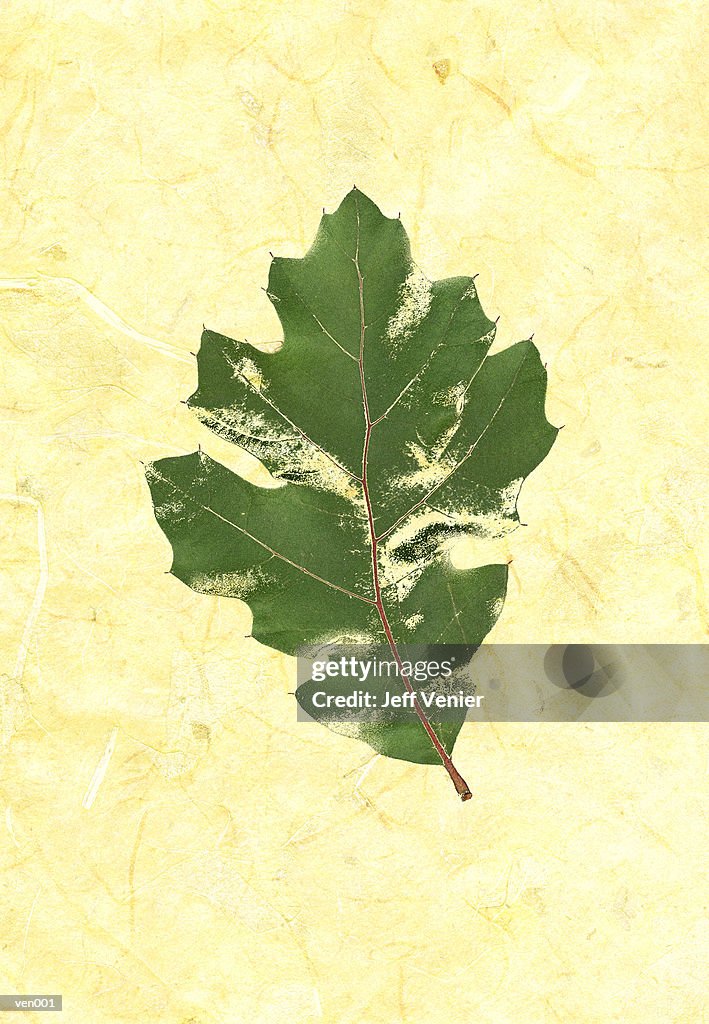 Oak Leaf on Marble Background