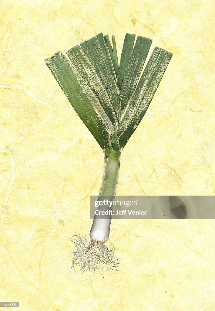 Leek on Marble Background