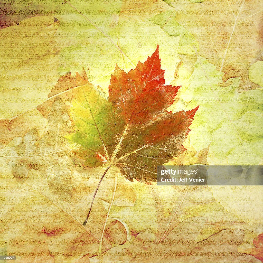 Maple Leaf on Background Text