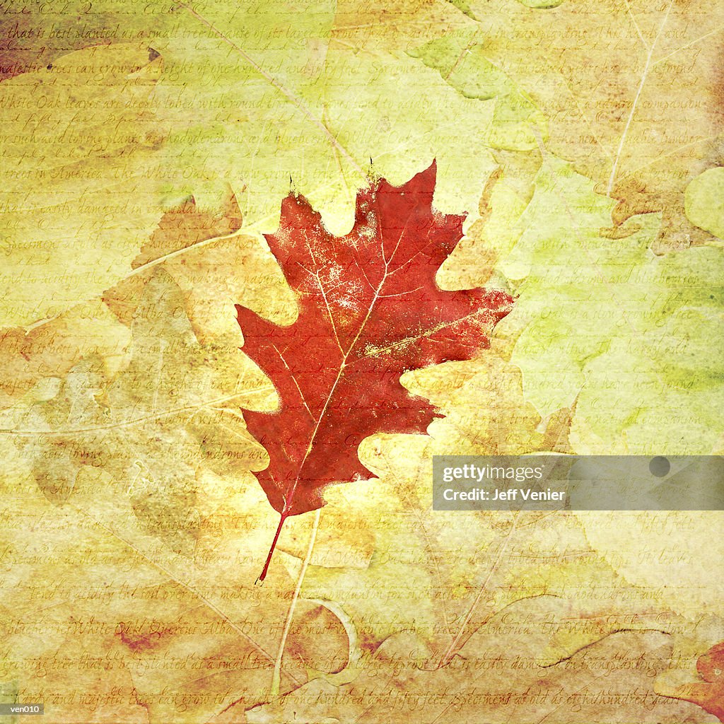 Black Oak Leaf