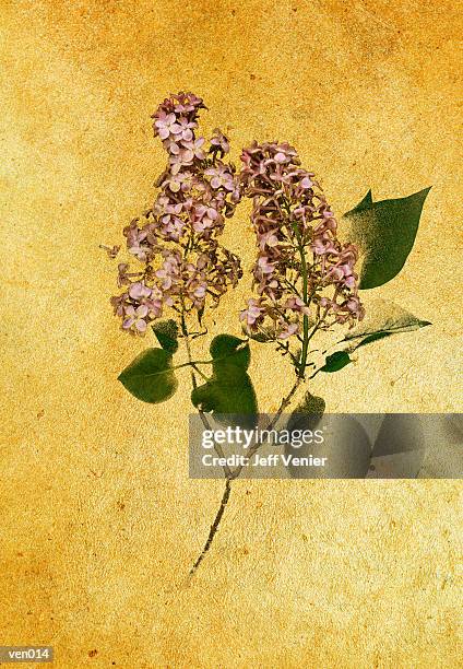 blooming lilac - plant environment stock illustrations