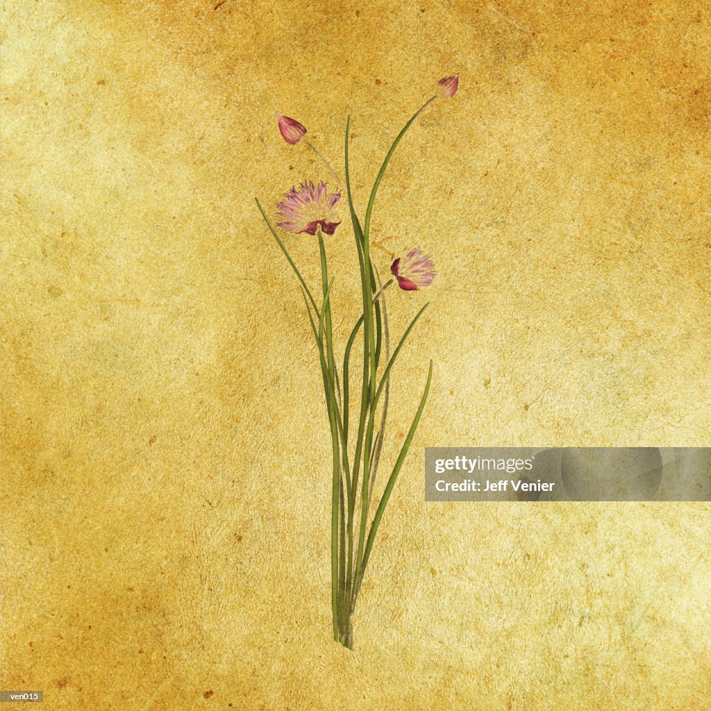 Flowering Chives