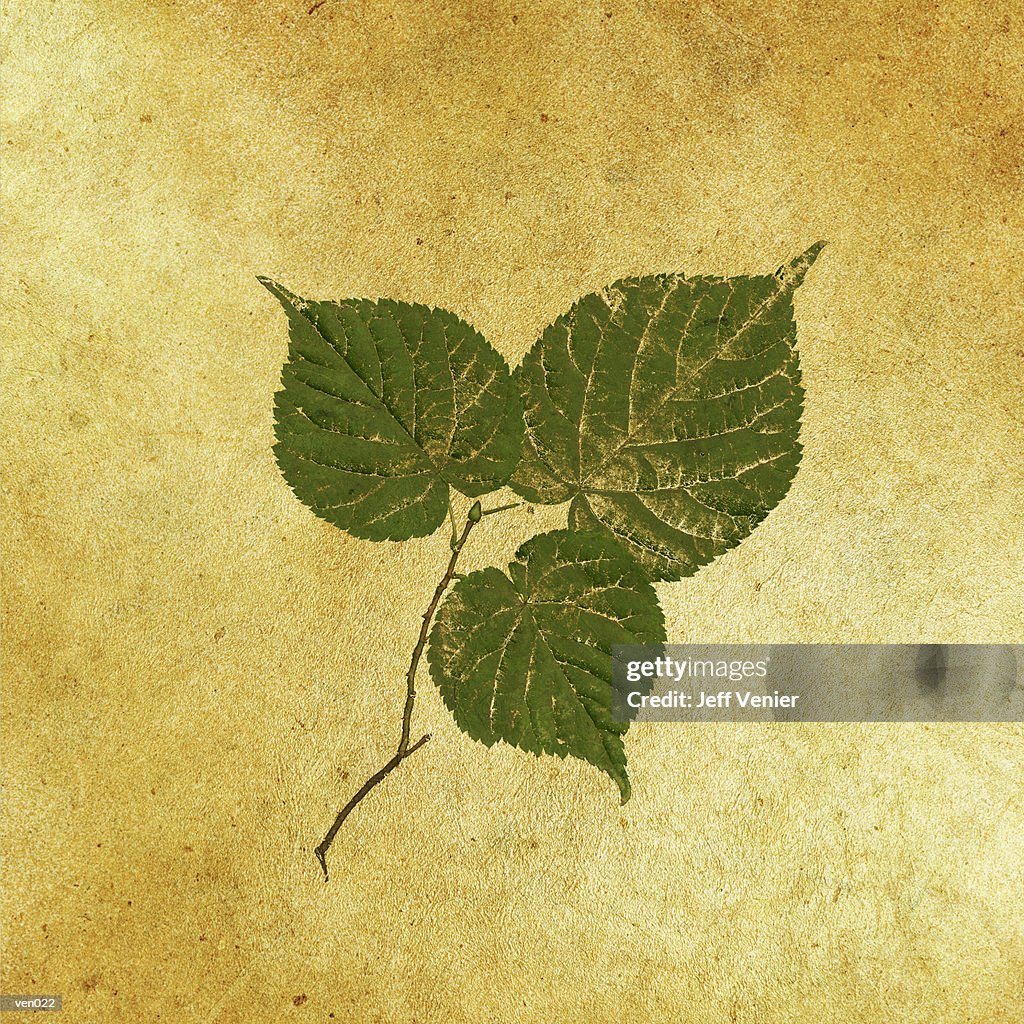 Three Heart-Shaped Leaves