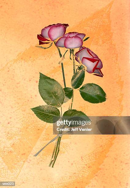 bildbanksillustrationer, clip art samt tecknat material och ikoner med variegated rose on leaf background - magnoliopsida