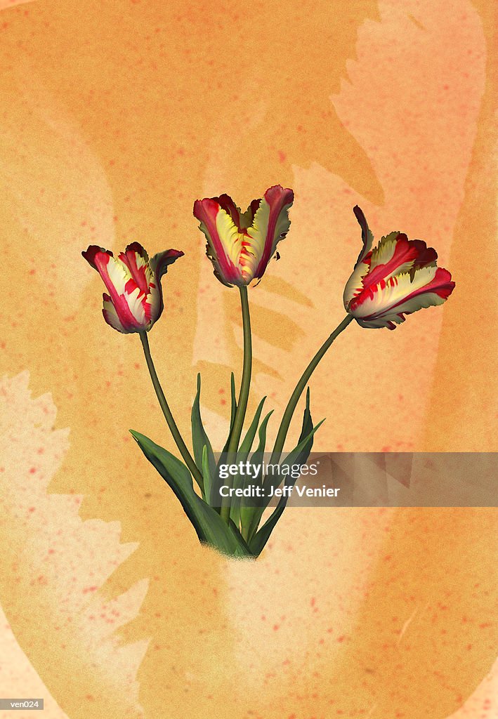 Parrot Tulips