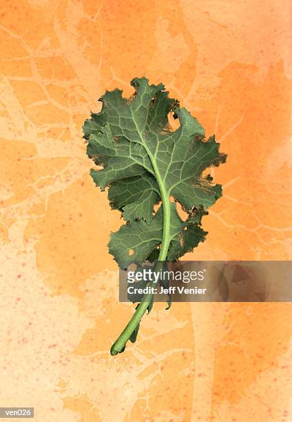 kale leaf - crucifers stock illustrations