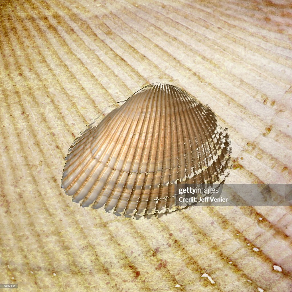 Seashell on Sand Background