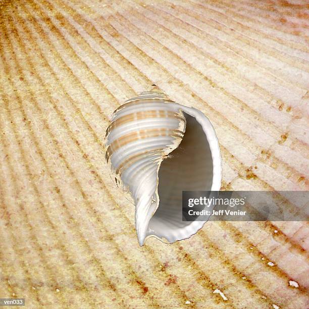 illustrazioni stock, clip art, cartoni animati e icone di tendenza di spiral seashell on sandy background - spiral