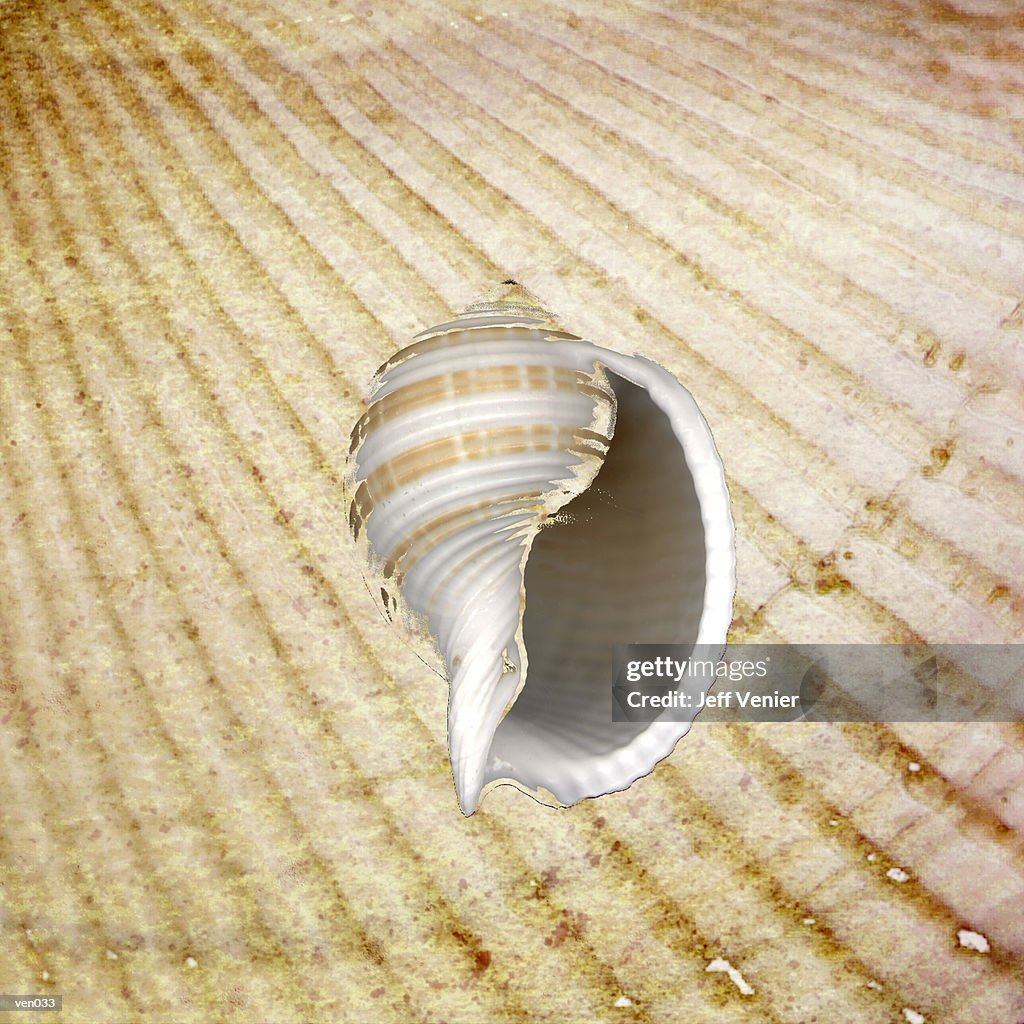 Spiral Seashell on Sandy Background