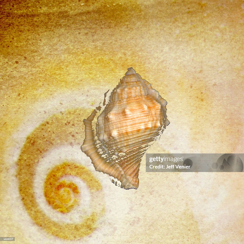 Drill Shell with Snail Background