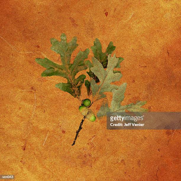 oak leaves & acorns - pflanzliches entwicklungsstadium stock-grafiken, -clipart, -cartoons und -symbole