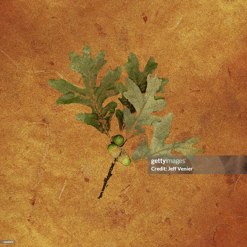 Oak Leaves & Acorns