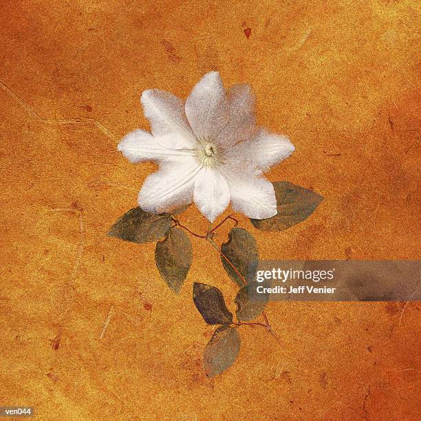 clematis blossom - ranunculales stock illustrations