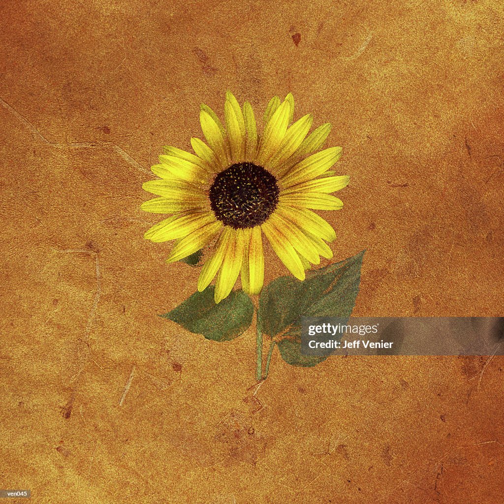 Sunflower on Sienna Background