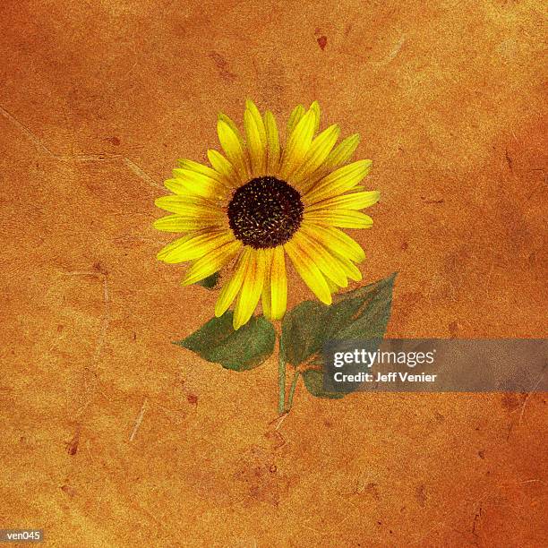 sunflower on sienna background - temperate flower stock illustrations