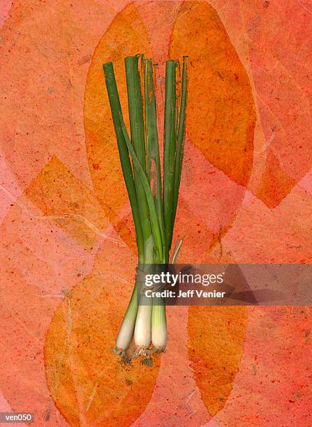 scallions on leaf background - spring onion stock illustrations
