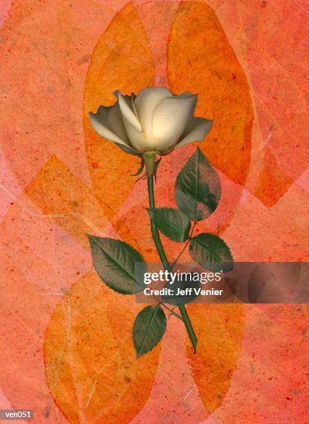 ilustrações, clipart, desenhos animados e ícones de white rose on leaf background - ambiente vegetal