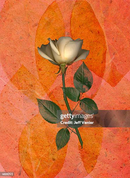 bildbanksillustrationer, clip art samt tecknat material och ikoner med white rose on leaf background - magnoliopsida