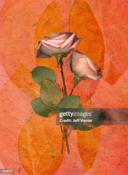 ilustrações, clipart, desenhos animados e ícones de pink roses on leaf background - ambiente vegetal