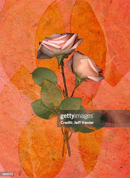 bildbanksillustrationer, clip art samt tecknat material och ikoner med pink roses on leaf background - magnoliopsida