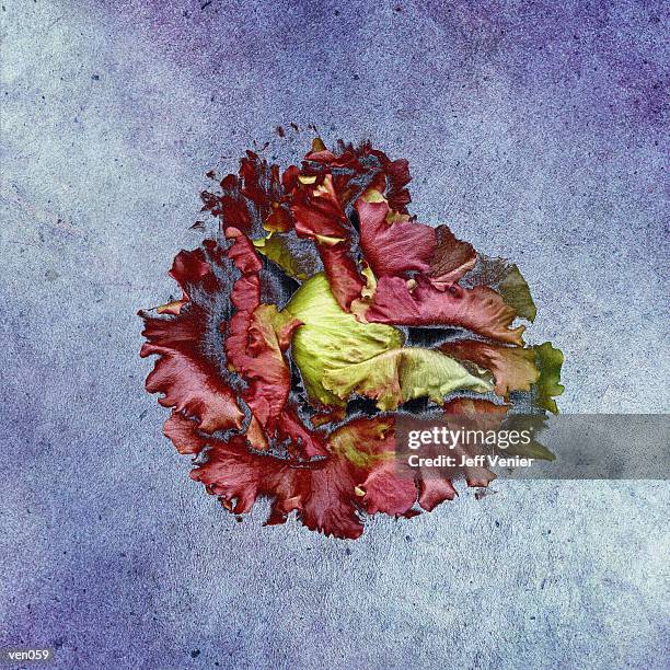red leaf lettuce - temperate flowers stock-grafiken, -clipart, -cartoons und -symbole
