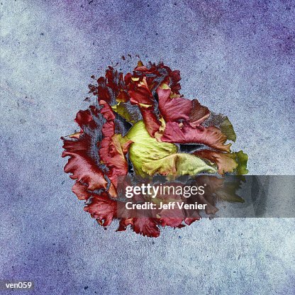Red Leaf Lettuce Red Leaf Lettuce