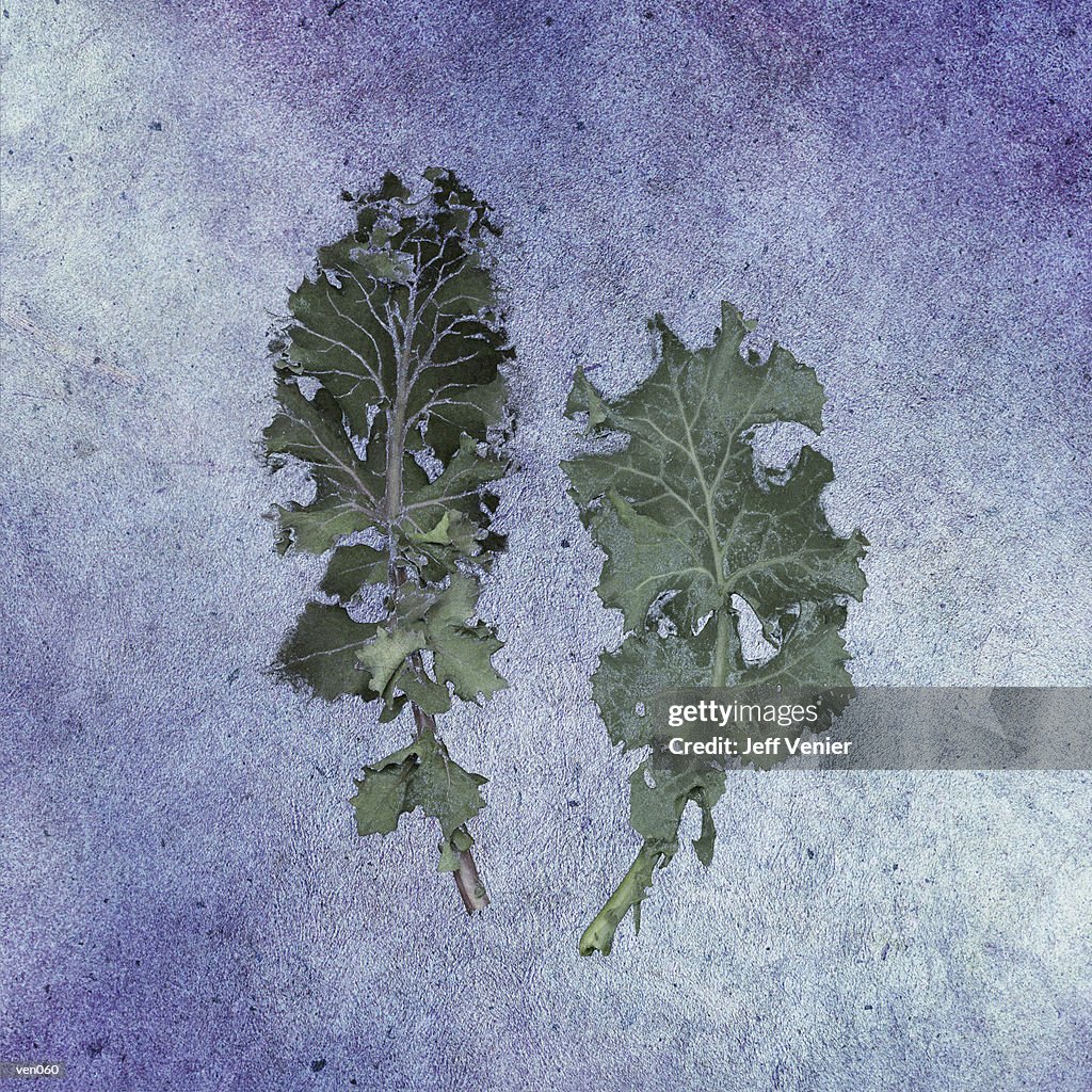 Kale Leaves
