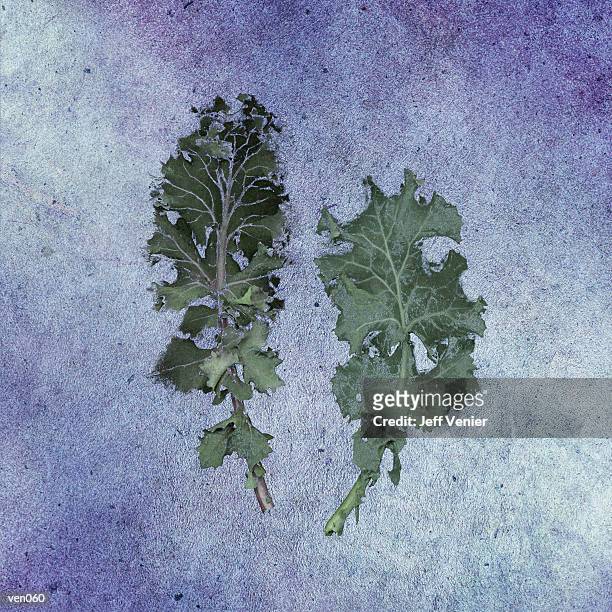 kale leaves - magnoliopsida 幅插畫檔、美工圖案、卡通及圖標