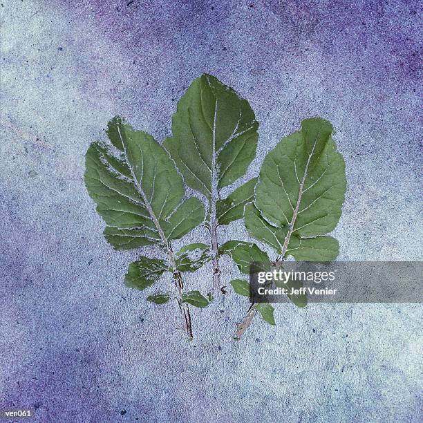 Arugula High-Res Vector Graphic