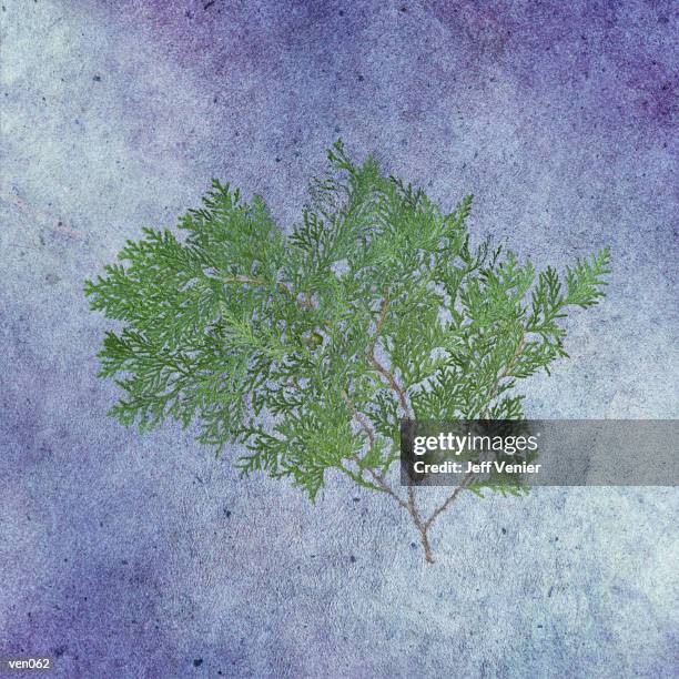 cedar branch - pinaceae stock illustrations