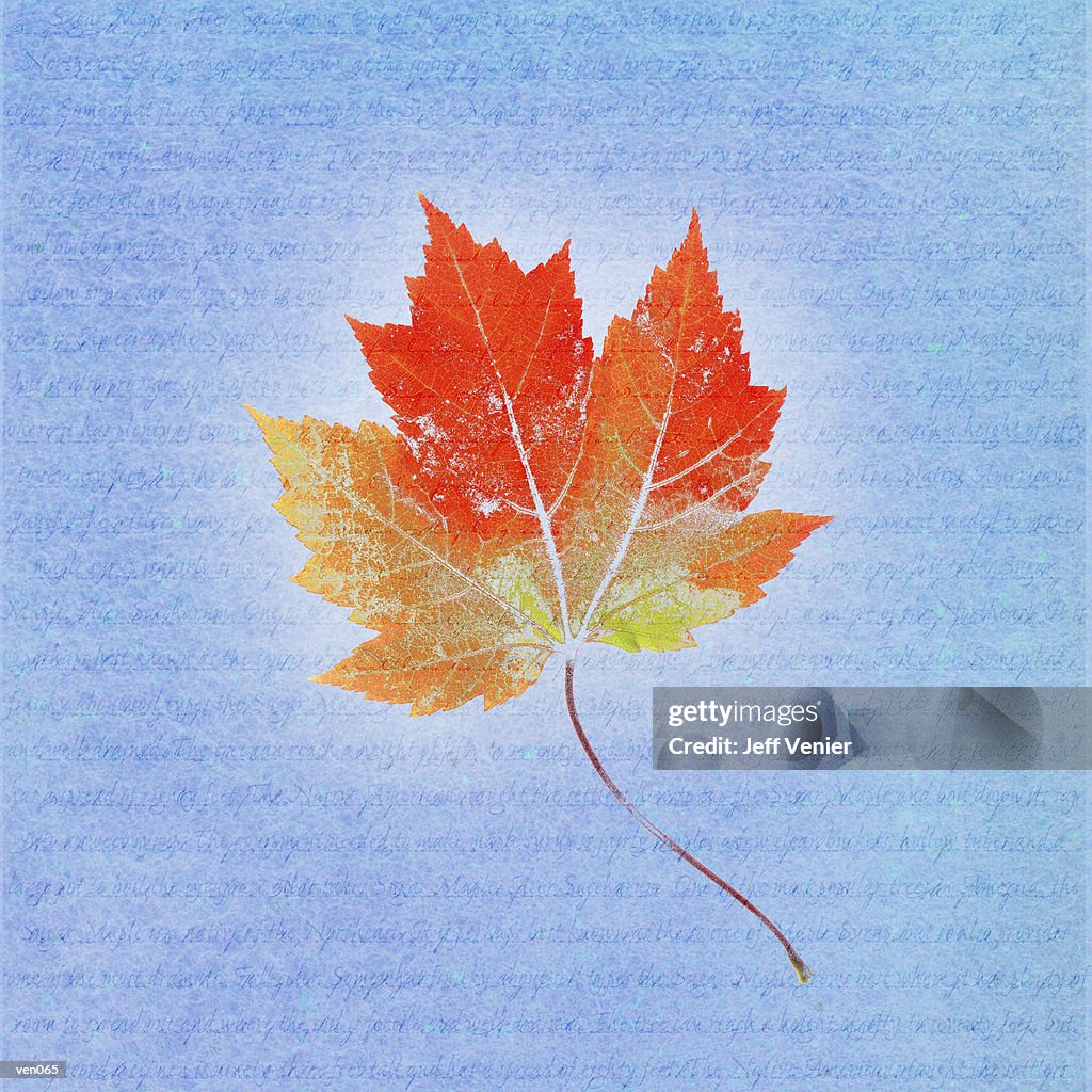 Maple Leaf on Descriptive Background