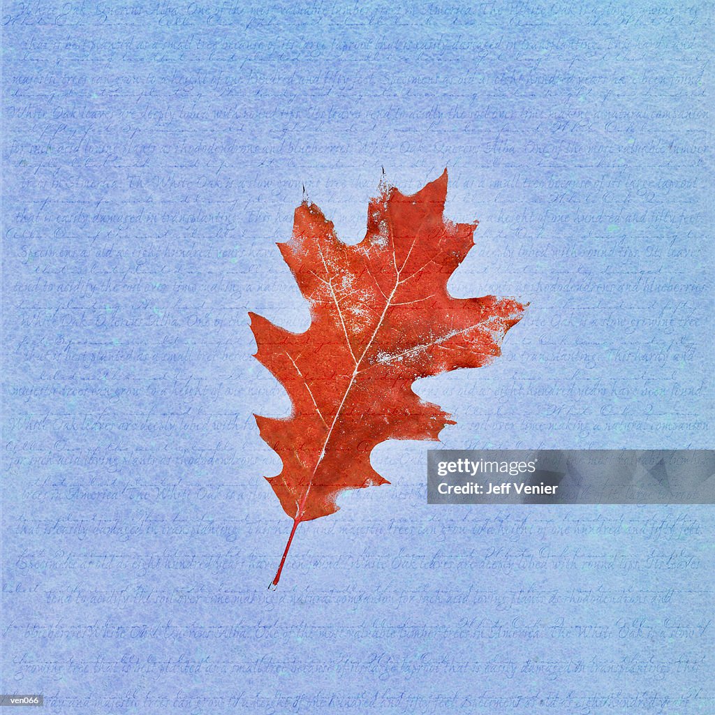 Black Oak Leaf on Descriptive Background