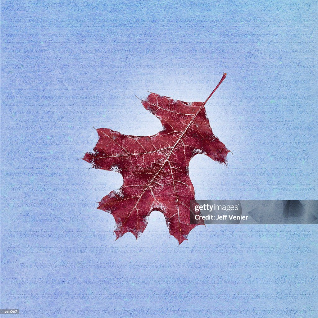 Oak Leaf on Descriptive Background