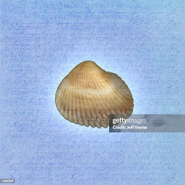 illustrazioni stock, clip art, cartoni animati e icone di tendenza di ark shell on descriptive background - ark