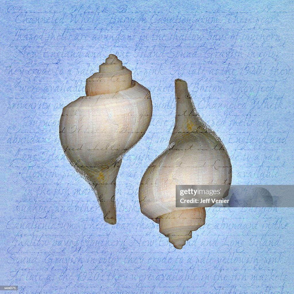 Channeled Whelks on Descriptive Background