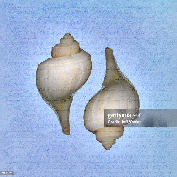 channeled whelks on descriptive background - channeled stock illustrations