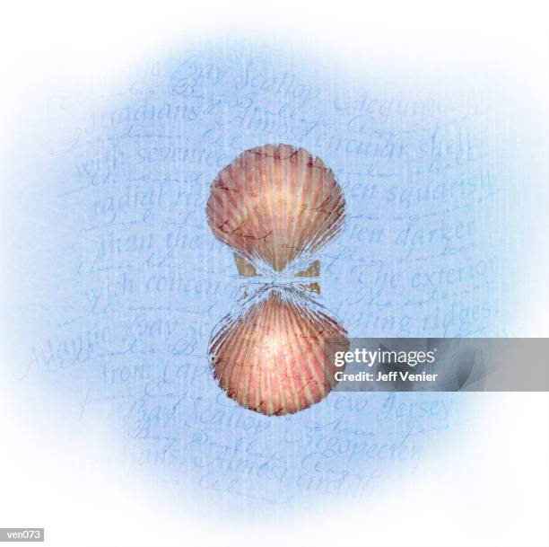 illustrations, cliparts, dessins animés et icônes de scallop on wavy descriptive background - jeff