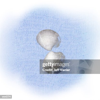 Quahog on Wavy Descriptive Background Quahog on Wavy Descriptive Background