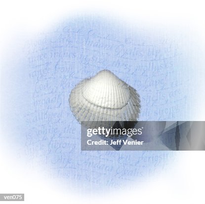 Ark Shell on Wavy Descriptive Background Ark Shell on Wavy Descriptive Background