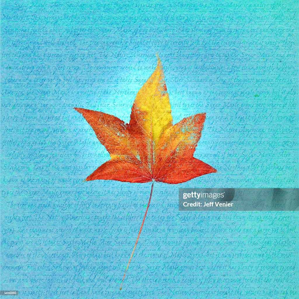 Japanese Maple Leaf on Descriptive Background