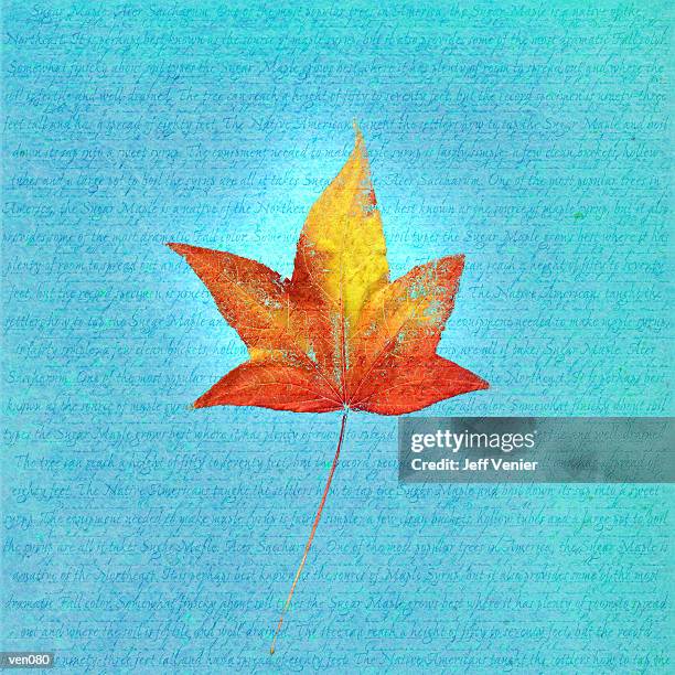 japanese maple leaf on descriptive background - only japanese点のイラスト素材／クリップアート素材／マンガ素材／アイコン素材